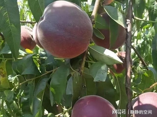 熊猫体育官网：新型生果包括而来果肉美味果味鲜甜果农好友值得入手(图4)