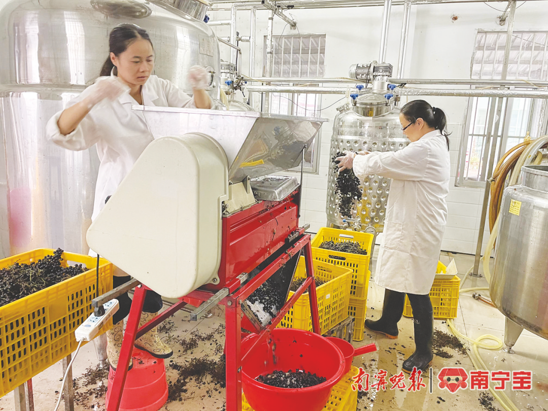 荔枝、龙眼近10种夏日生果已上市！广西人6月希望迎来“生果自正在”(图1)