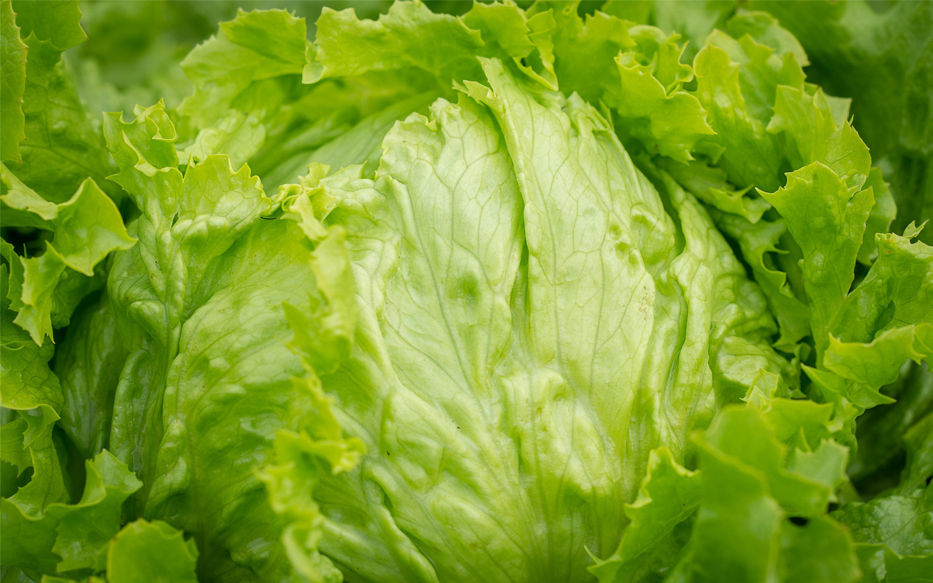 熊猫体育官网：天下蔬菜价值流露季候性降落后期蔬菜需要有保险