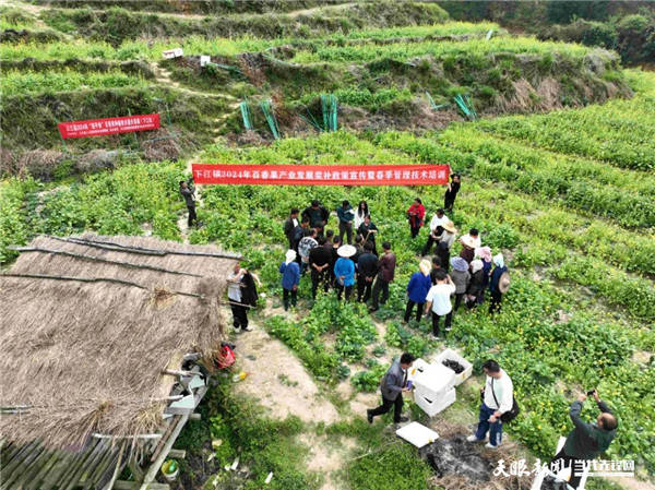 从江县下江镇：“百香果+莲斑白”轮栽套种 “一地众用”促增收(图4)