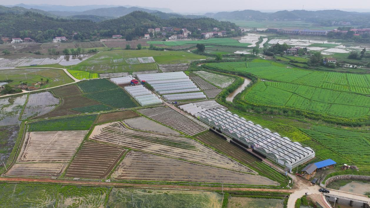 湖南衡山：当地蔬菜抢“鲜”上市 丰厚市民菜篮子(图3)