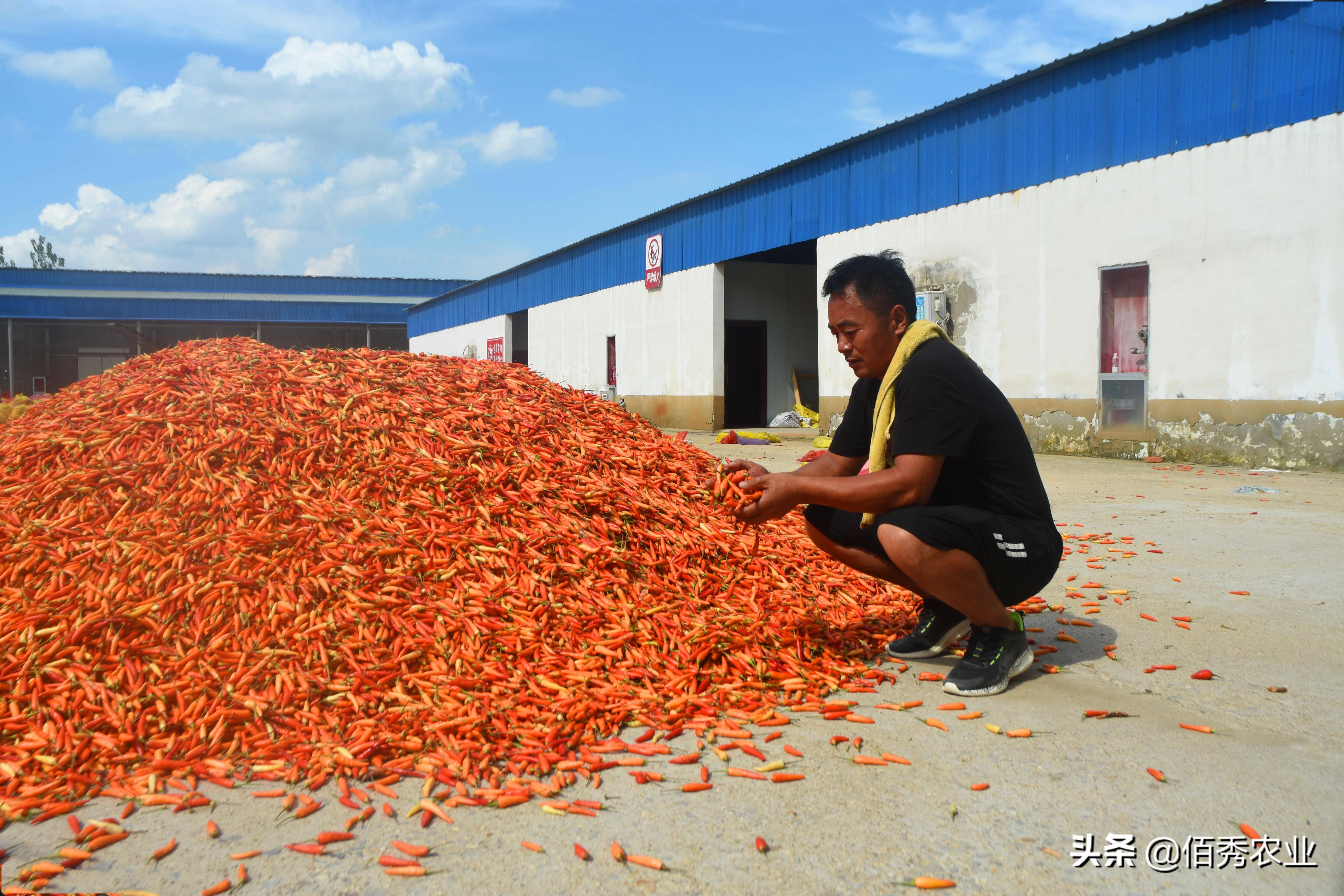 熊猫体育app：春节邻近农夫入手下手闭切节后种植9个“种植宝典”助你解惑(图3)