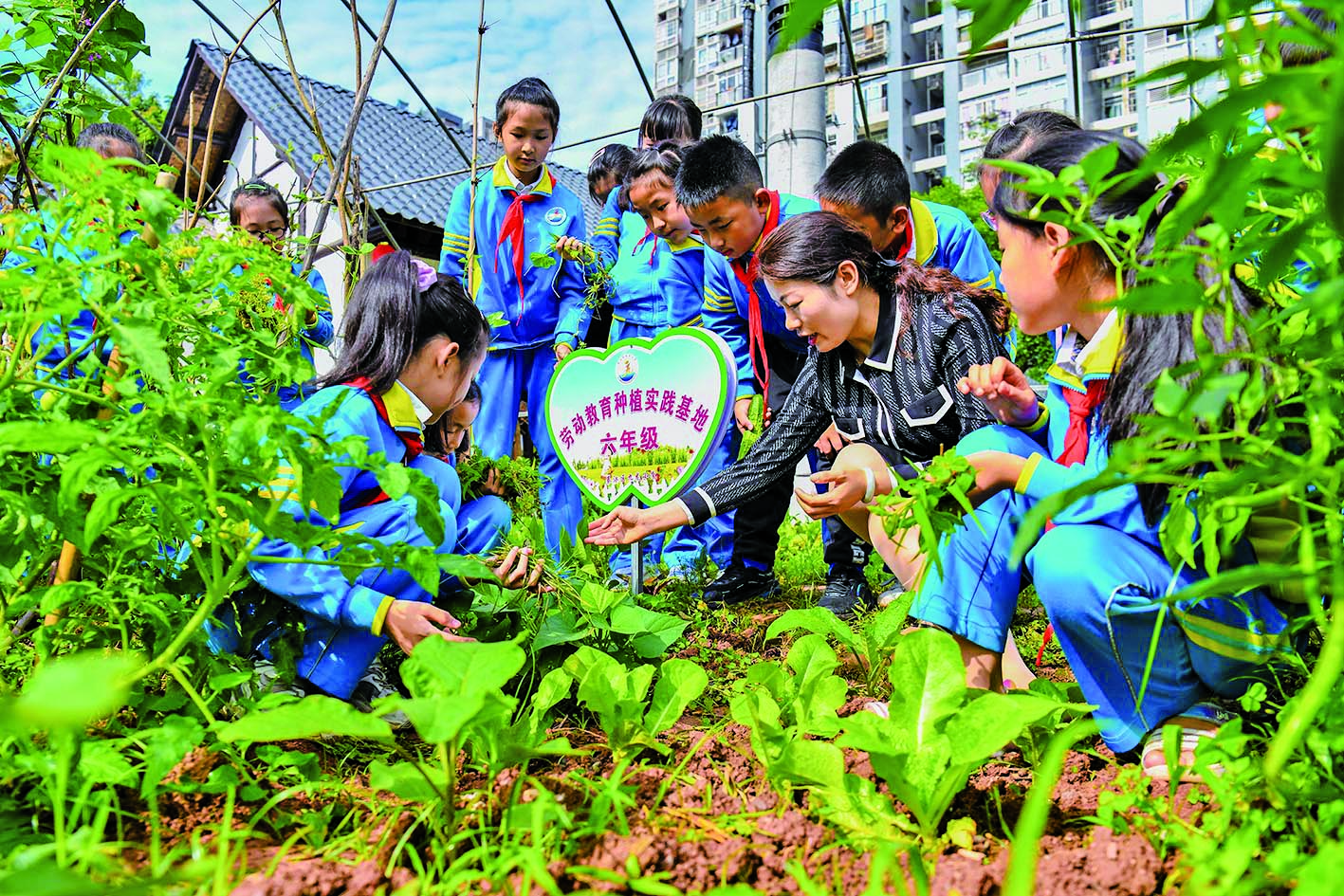 农业常识种植本领农业学问大全种植本领