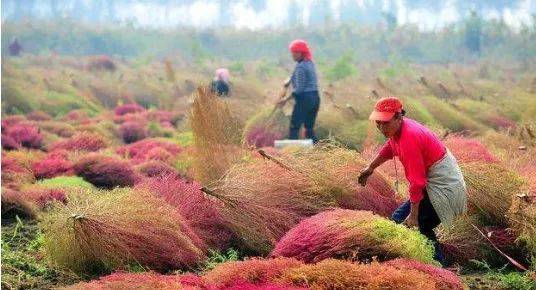 熊猫体育：3年后乡村这3个劳动年赚百万不敢说年赚10万应当不难！(图4)