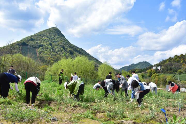 碧江：巧借“春风”兴资产“订单”种植助增收