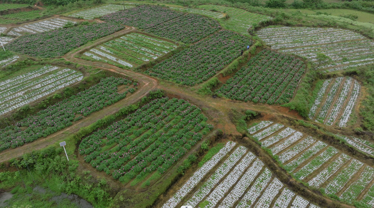 湖南新邵：中药材范围化种植打制村落复兴新引擎(图1)