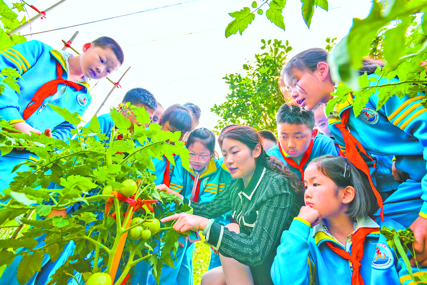 蔬菜栽培学章节常识点梳理pdf