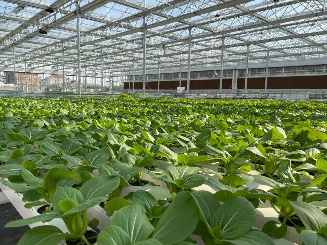 一茬小青菜从种到收获本消浸50%产量提拔15%阴私就正在……(图2)