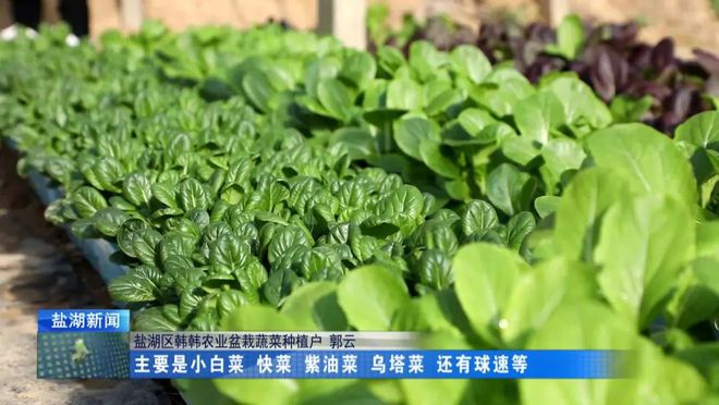 盆栽蔬菜引颈种植新倾向(图1)